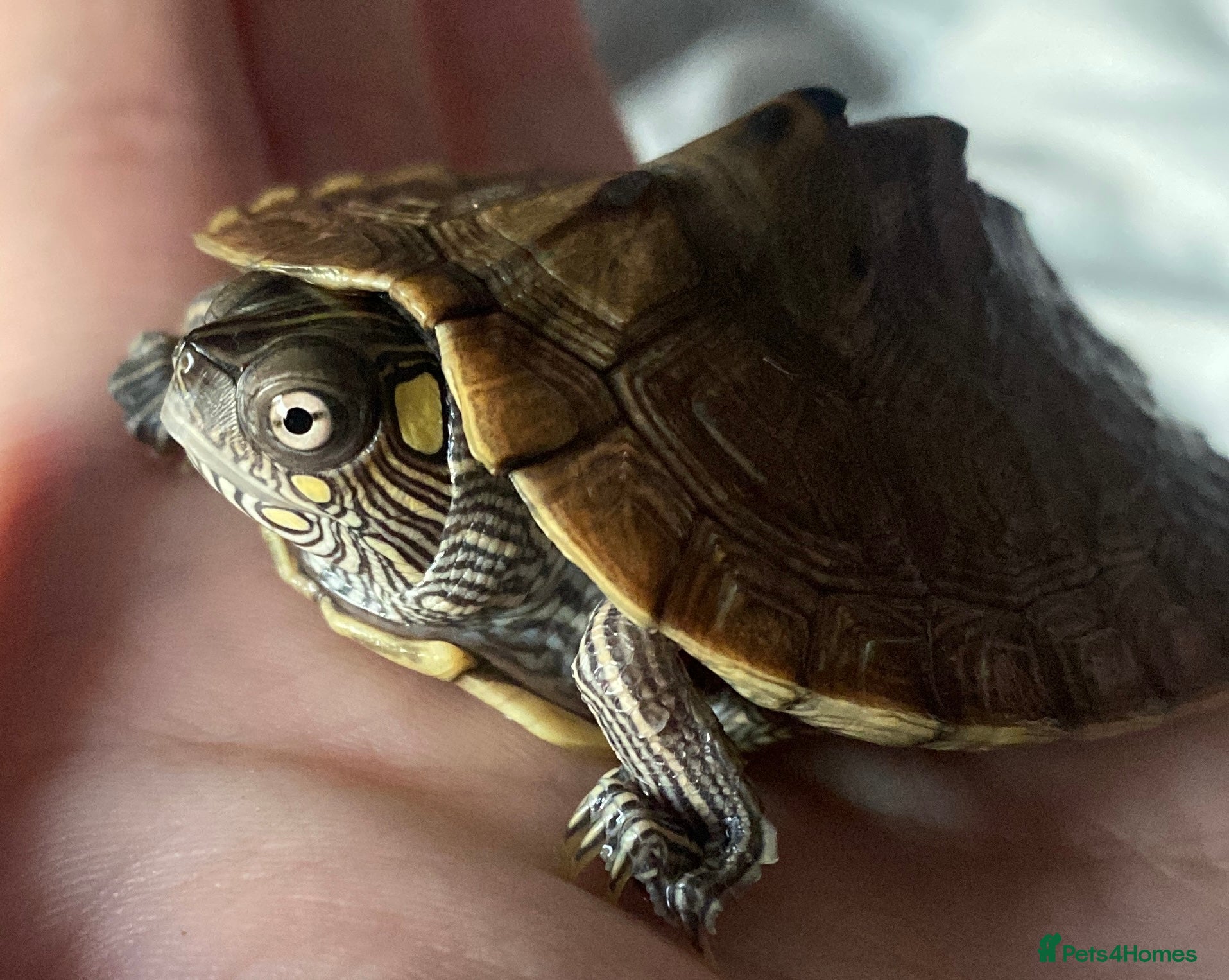 Turtle reptiles Map turtle  - Advert 2