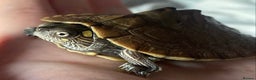 Turtle reptiles for sale: Map turtle  - Advert 1