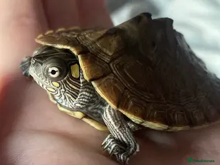 Turtle reptiles Map turtle - Advert 2