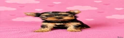 Yorkshire Terrier dogs for sale: Outstanding Show Quality RKC Registered Puppies - Advert 8