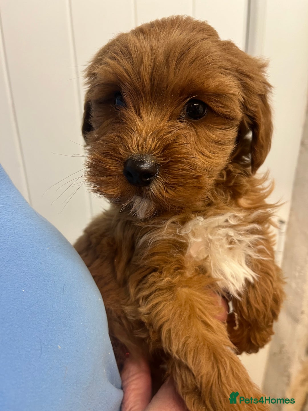 Labradoodle dogs for sale: Gorgeous Health Checked Labradoodle Puppies - Advert 7