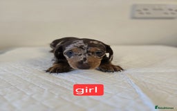 Dachshund dogs for sale: Beautiful dachshund babies  - Image 4
