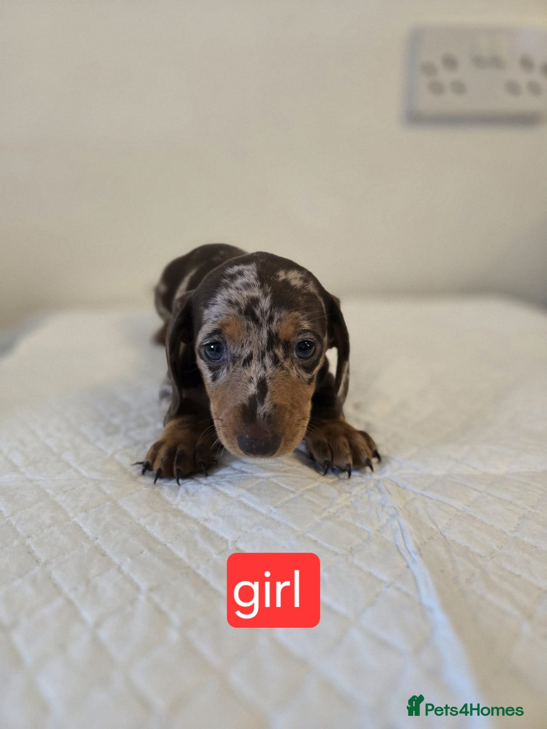 Dachshund dogs for sale: Beautiful dachshund babies  - Image 4