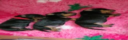 Miniature Dachshund dogs for sale: 3 Stunning Black/Tan Mini Dachshund Girls - Advert 25