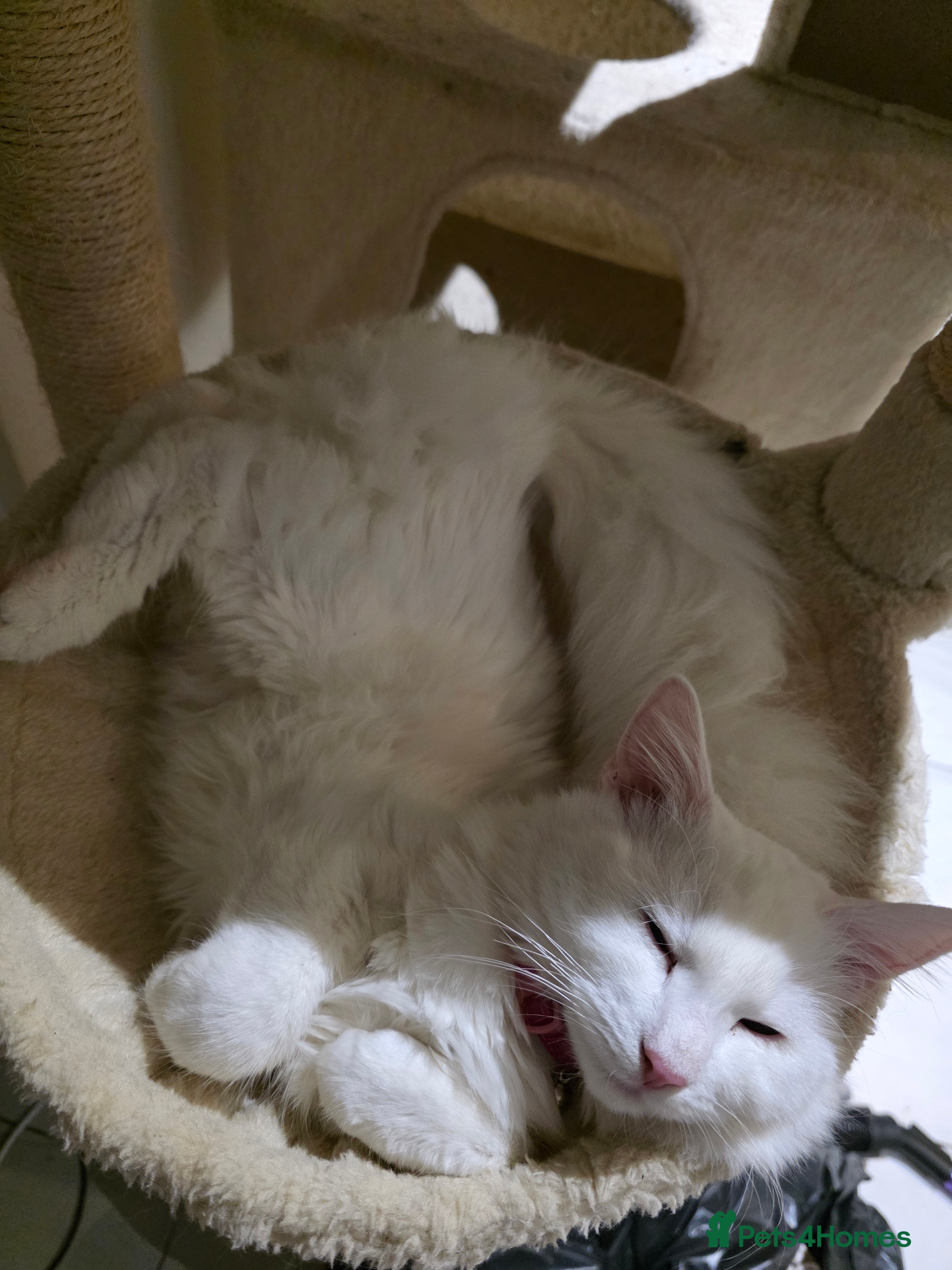 Mixed Breed cats Cats 4  - Advert 2