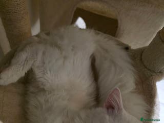 Mixed Breed cats Cats 4 - Advert 2