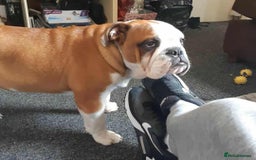 English Bulldog dogs for stud: Handsome Winston KC REG For Stud Duties - Image 1