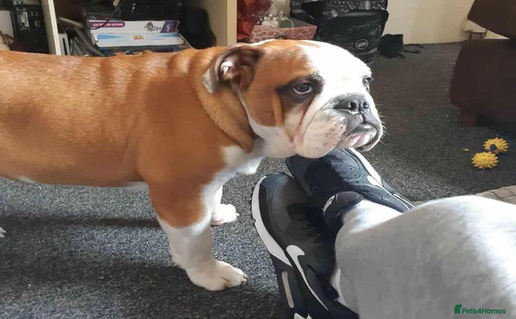 English Bulldog dogs for stud - Advert 1