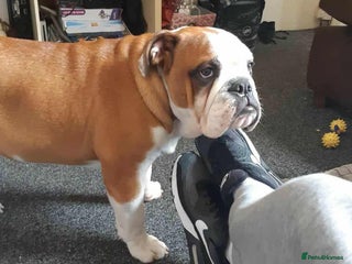 English Bulldog dogs - Advert 12