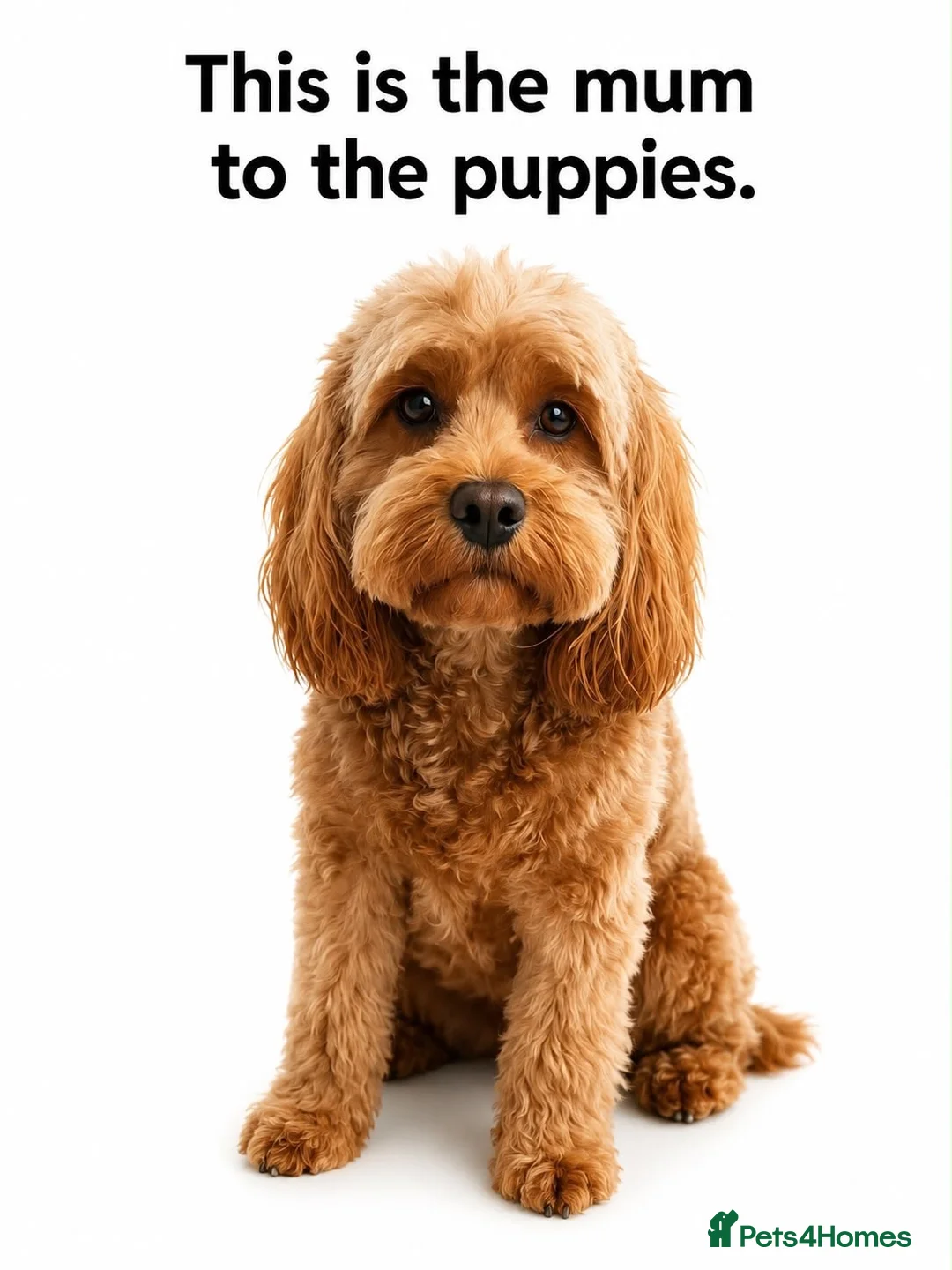 Cavapoo dogs for sale: Family Raised Cavapoo Puppies ready to Reserve!  - Advert 19