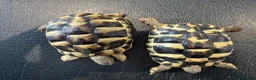 Hermann Tortoise reptiles for sale: 9 Month Old Hermanns Tortoises for Sale x 2 in Egham - Advert 3