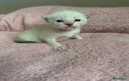 Siamese cats for sale: Siamese x Maine coon  - Advert 14