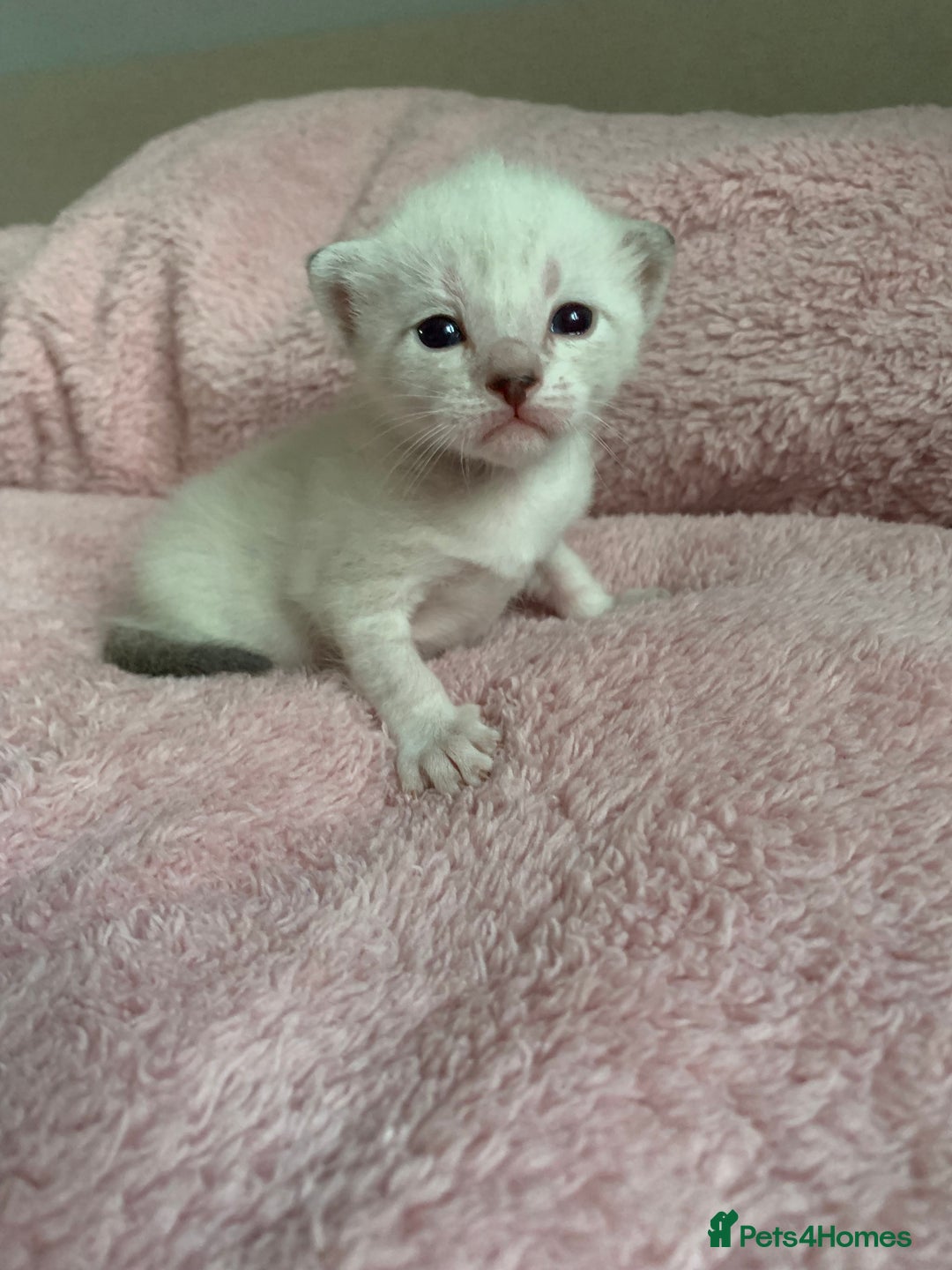 Siamese cats for sale: Siamese x Maine coon  - Advert 14