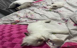 Ragdoll cats for sale: 🩵 Beautiful Ragdoll Kittens Ready at 12 Weeks! 🩵 - Image 26