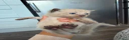 Mixed Breed cats for sale: Male kittens - Advert 7