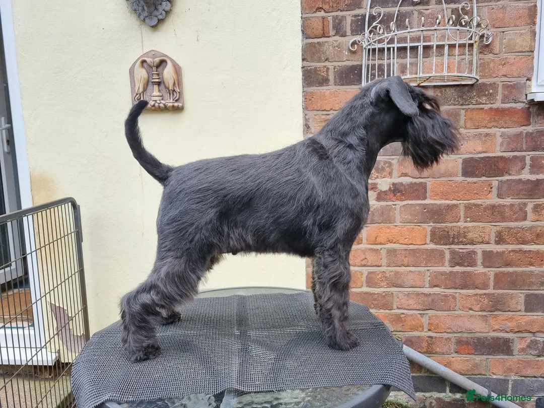 Miniature Schnauzer dogs for sale: Miniature Schnauzer puppies - Advert 1