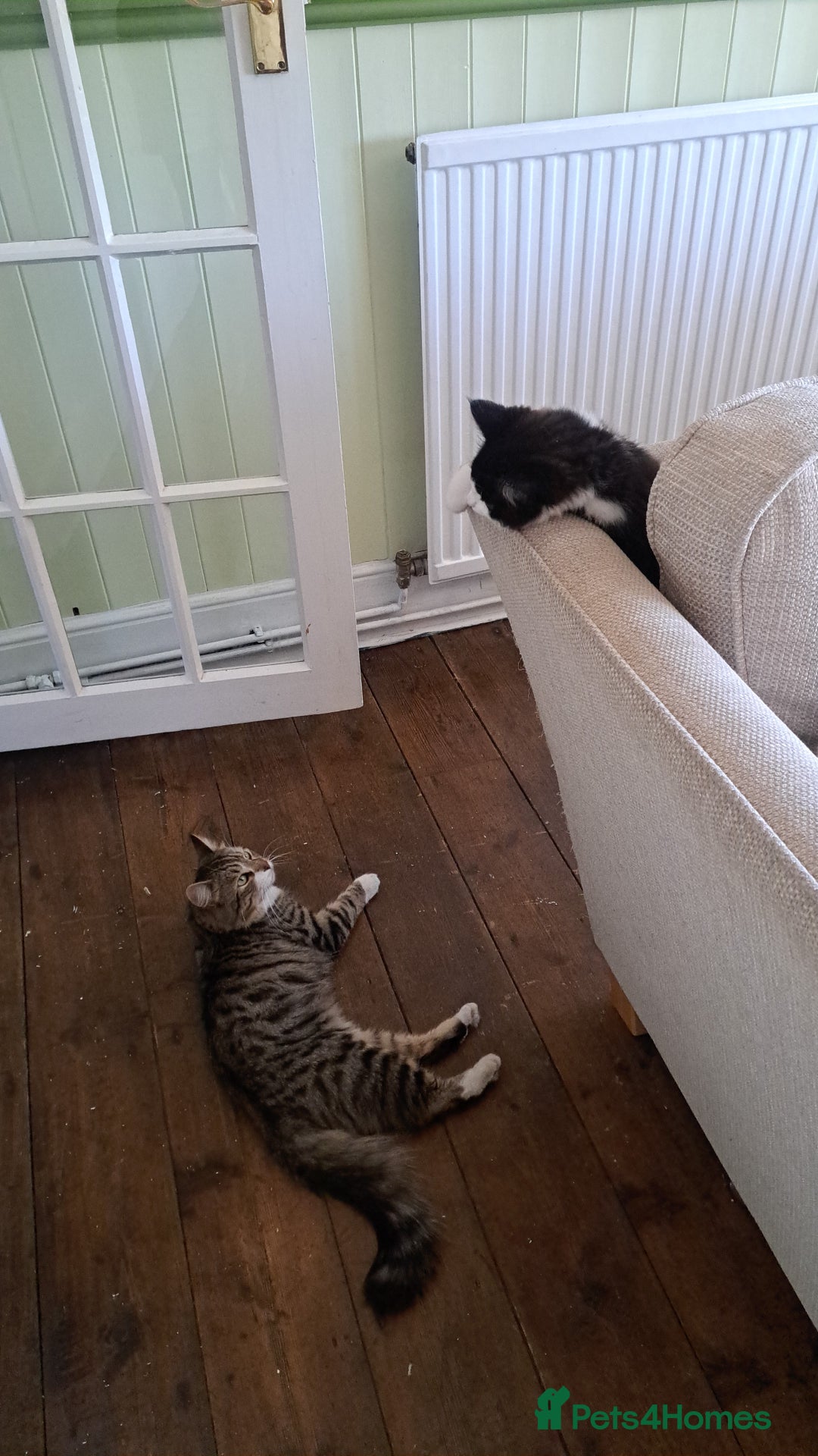 British Longhair cats for sale: Beautiful long haired kitten - Image 3