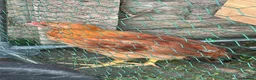 Chickens poultry for sale: Male chicken marron x warren  - Advert 1