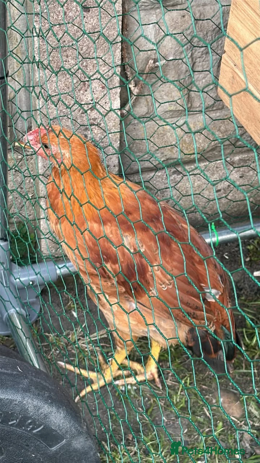 Chickens poultry for sale: Male chicken marron x warren  - Advert 1