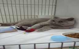 British Shorthair cats for stud: GCCF Champion Stud  in Derby - Image 1