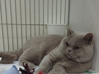 British Shorthair cats in Derby - Advert 4