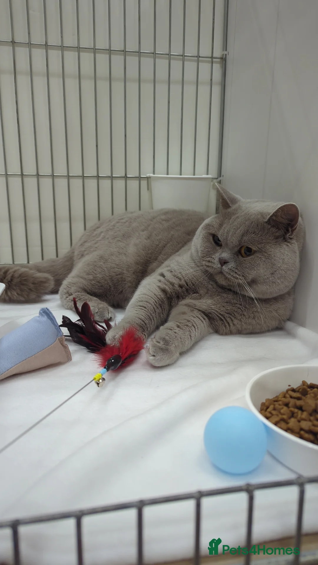 British Shorthair cats for stud: GCCF Champion Stud  in Derby - Advert 1