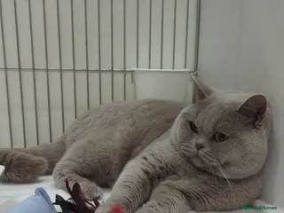 British Shorthair cats GCCF Champion Stud in Derby - Advert 3