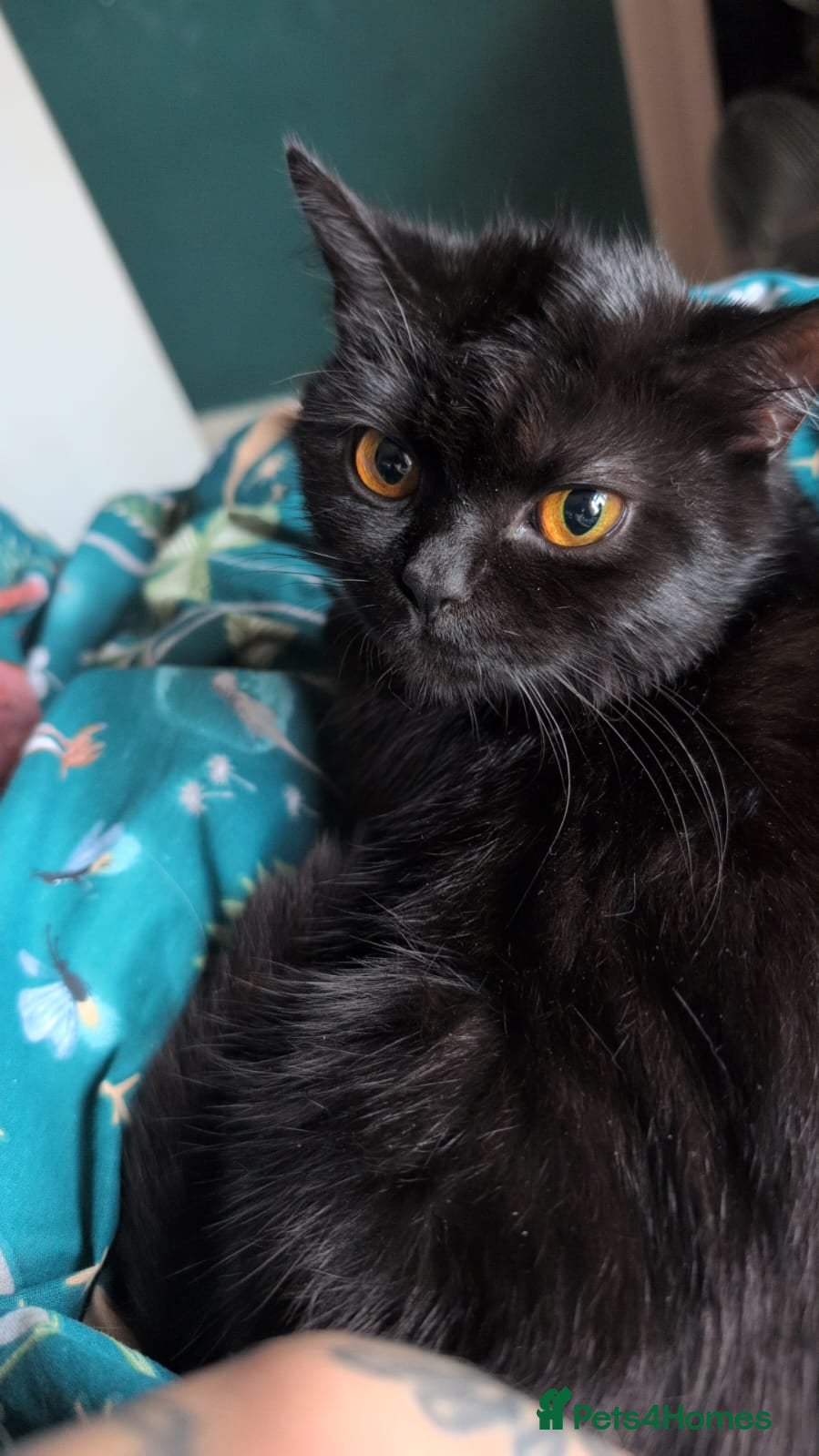 Marmite