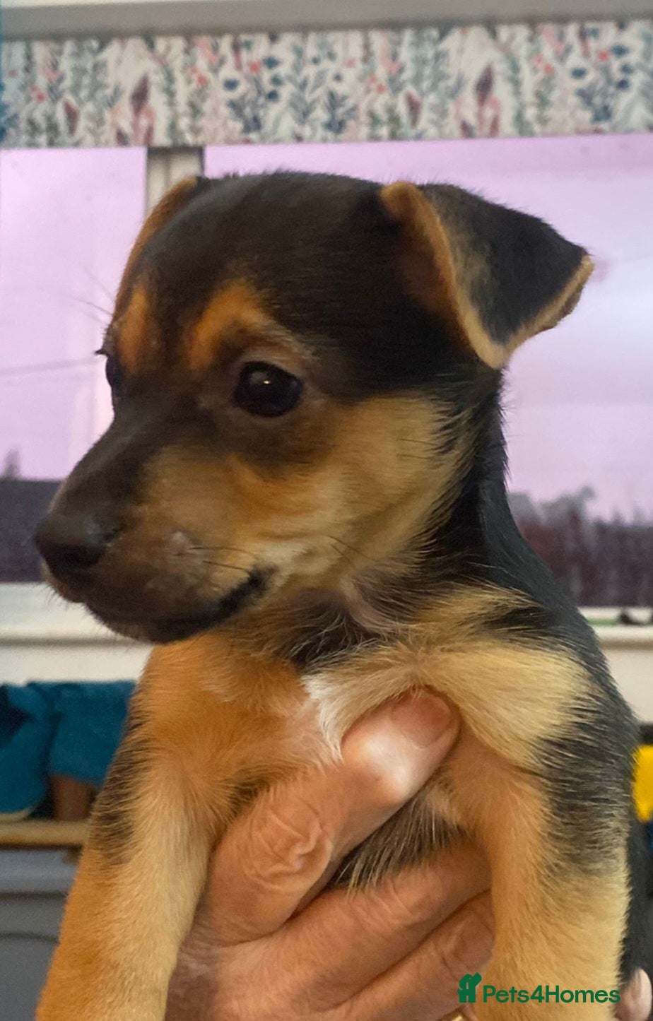 Jack Russell dogs Black and Tan Terriers  - Advert 4