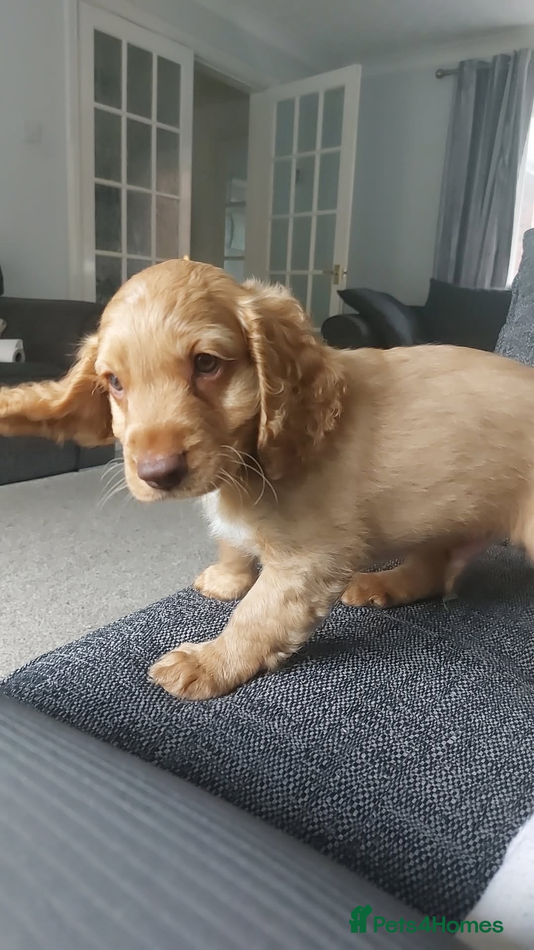 Cockapoo dogs for sale: Stunning F2 Cockapoo puppies - Image 12