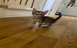 Bengal cats for sale: 7 adorable bengal/tort kitties available now!  - Image 4