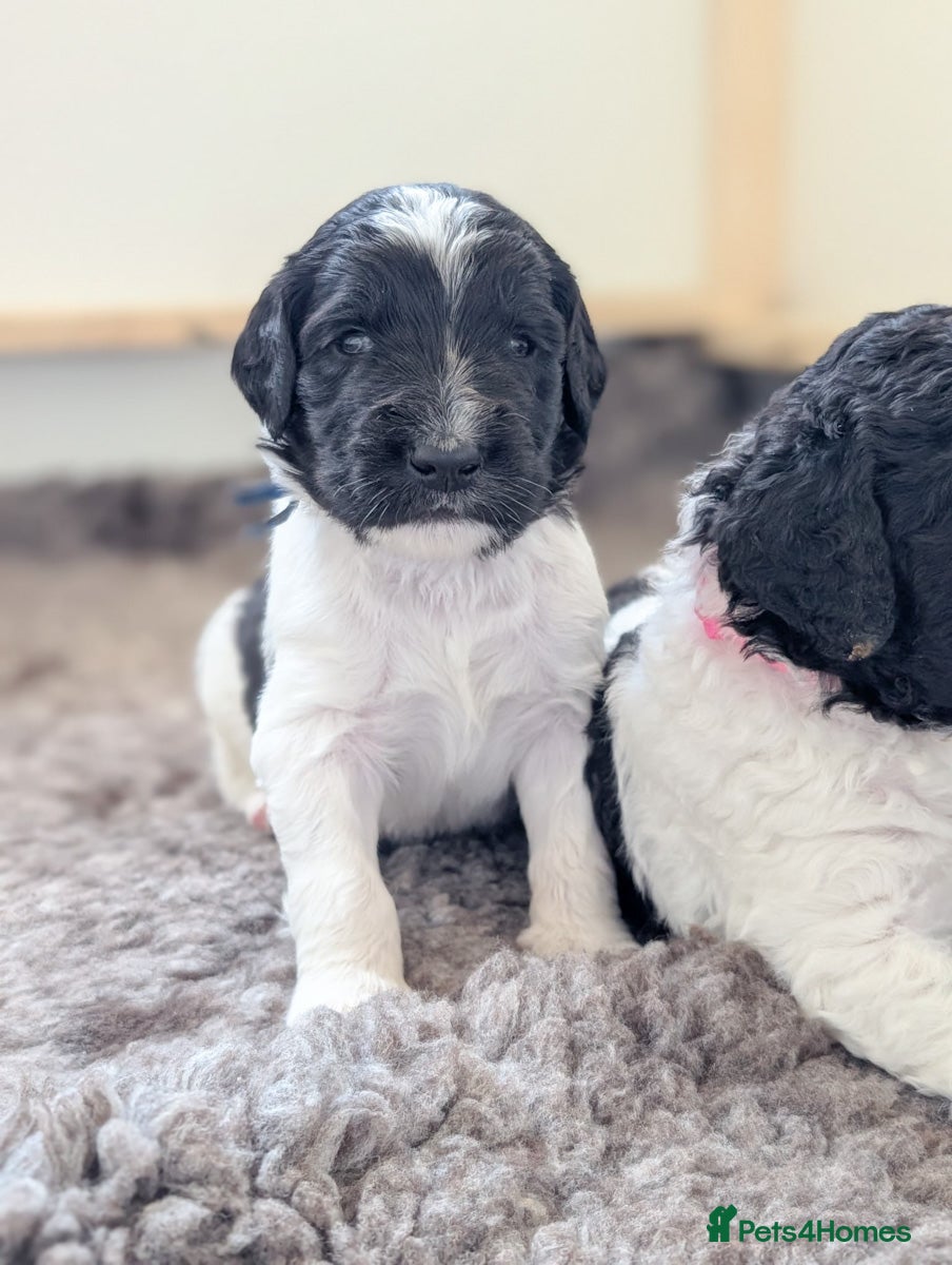 Saint Berdoodle dogs Chunky St Berdoodle puppies available mid July - Advert 2