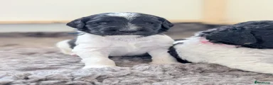 Rico
