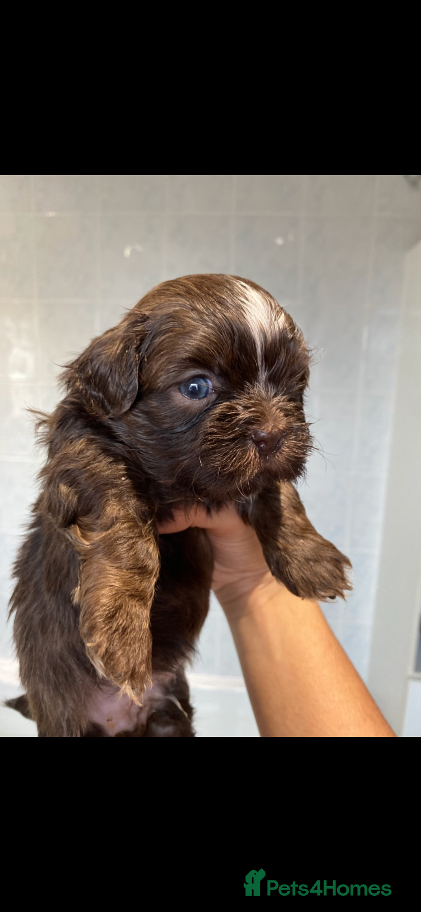 Shih Tzu dogs 😍 chocolate shihtzu😍 - Advert 4