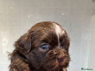 Shih Tzu dogs 😍 chocolate shihtzu😍 - Advert 5