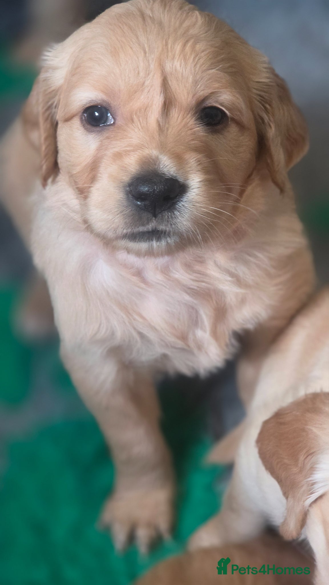 Golden Retriever dogs Selective litter from health tested parents - Advert 1