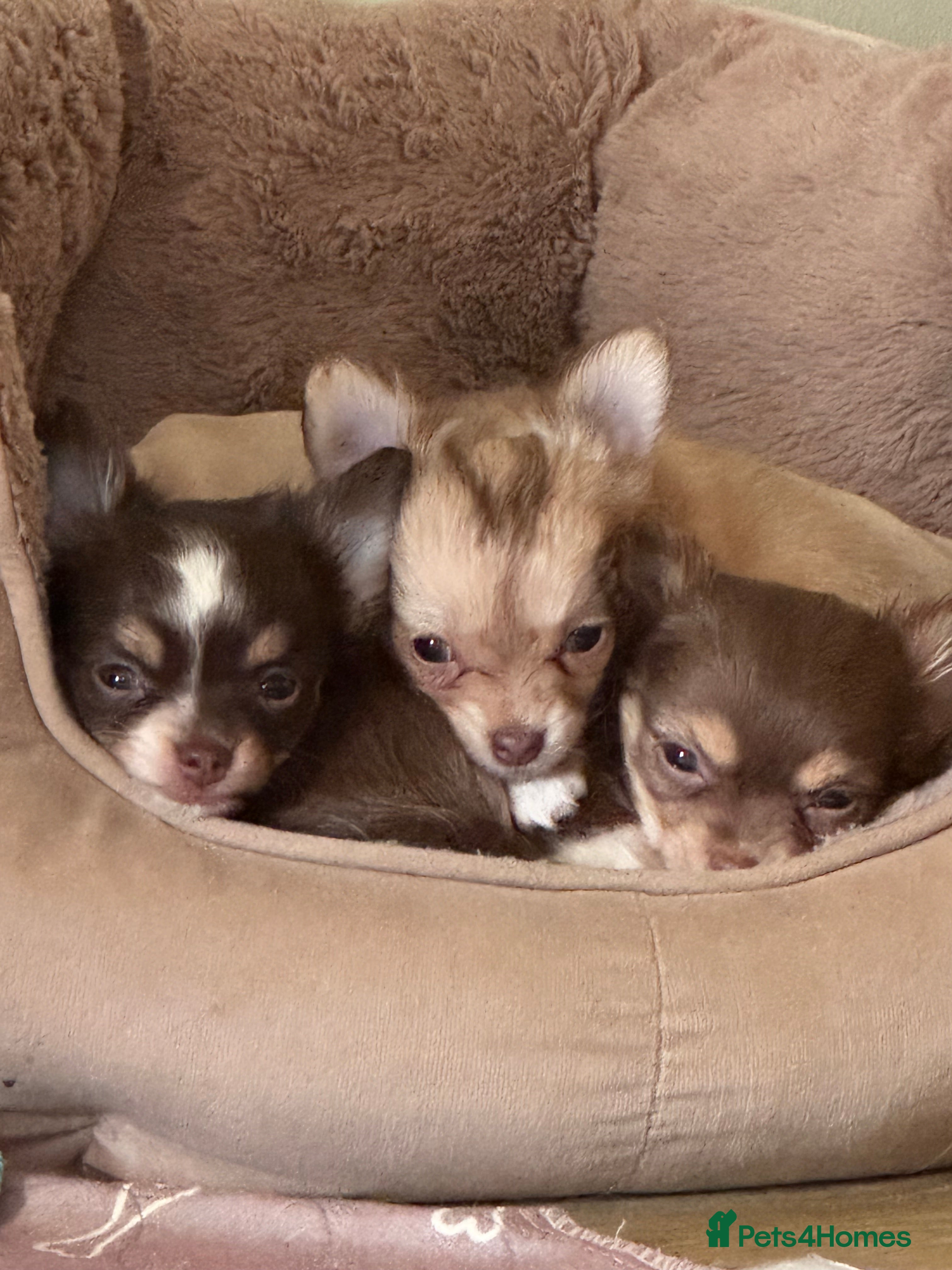 Chihuahua dogs 3 Long Haired Teacup Chihuahua Puppies. 2xF, 1xM - Advert 1
