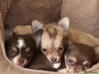 Chihuahua dogs 3 Long Haired ** Chihuahua Puppies. 2xF, 1xM - Advert 2