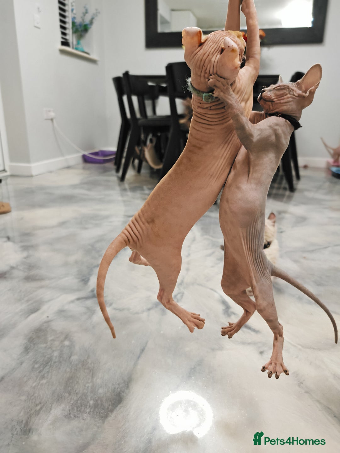 Sphynx cats for sale: 2 Ginger Unique Elf Boys left! READY NOW - Advert 5