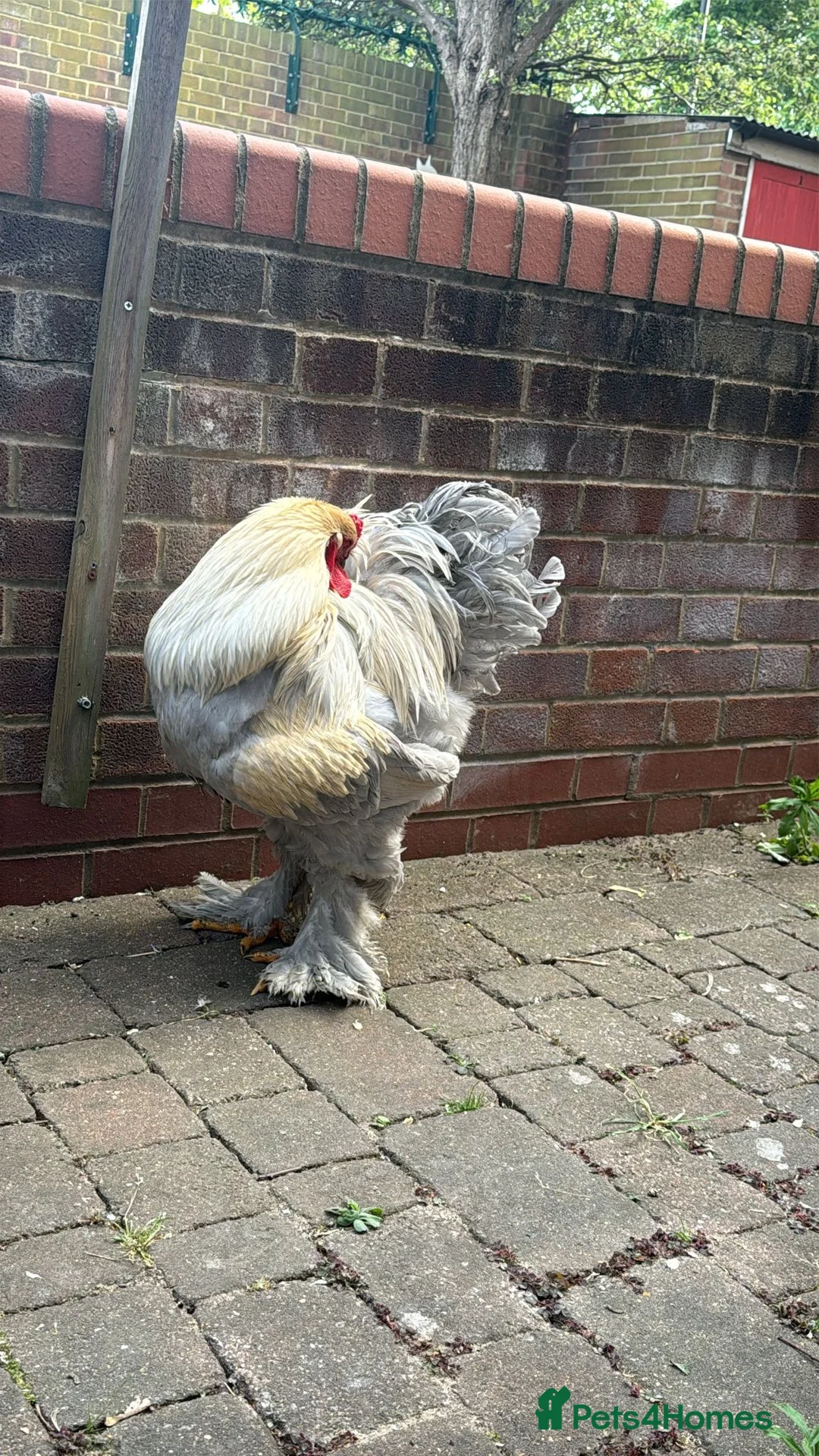 Chickens poultry for sale: Brahma  - Advert 3
