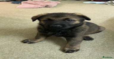 German Shepherd dogs - Advert 2