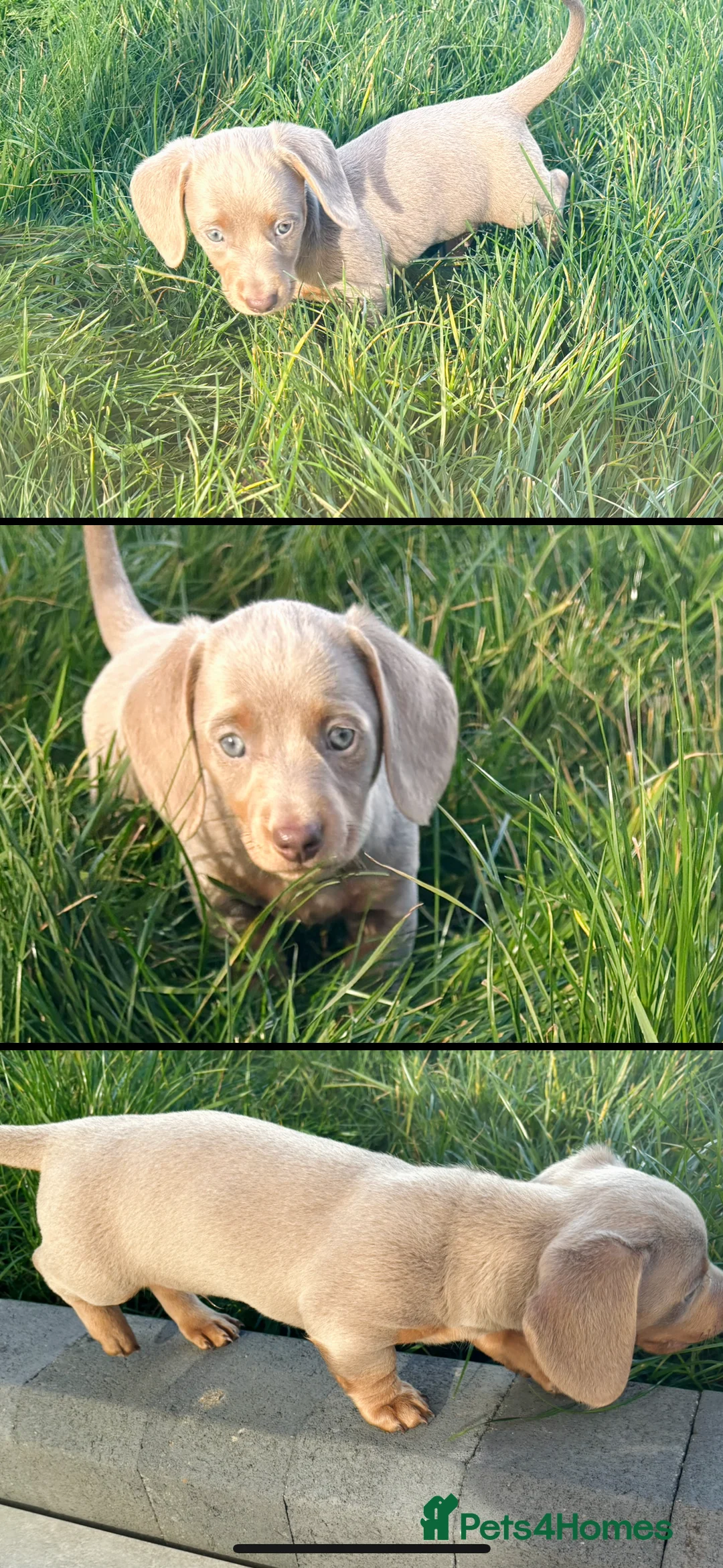 Dachshund dogs for sale: 5* MINI DACHSHUND PUPPY fully vaccinated.  - Advert 9