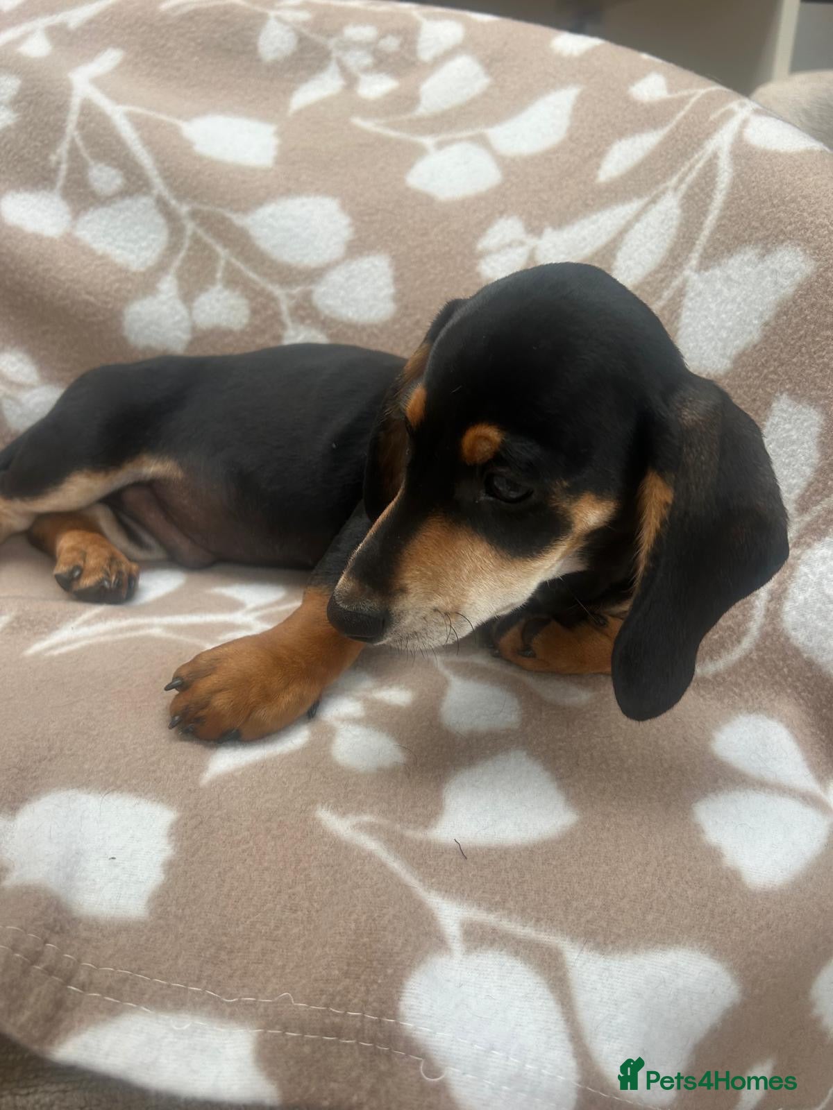 Dachshund dogs ***LAST boy remaining *** - Advert 2