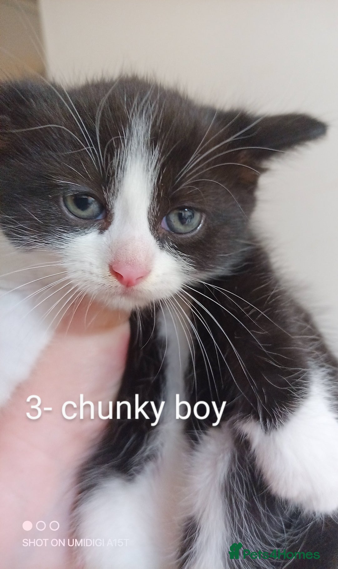Mixed Breed cats for sale: Kittens  - Image 2