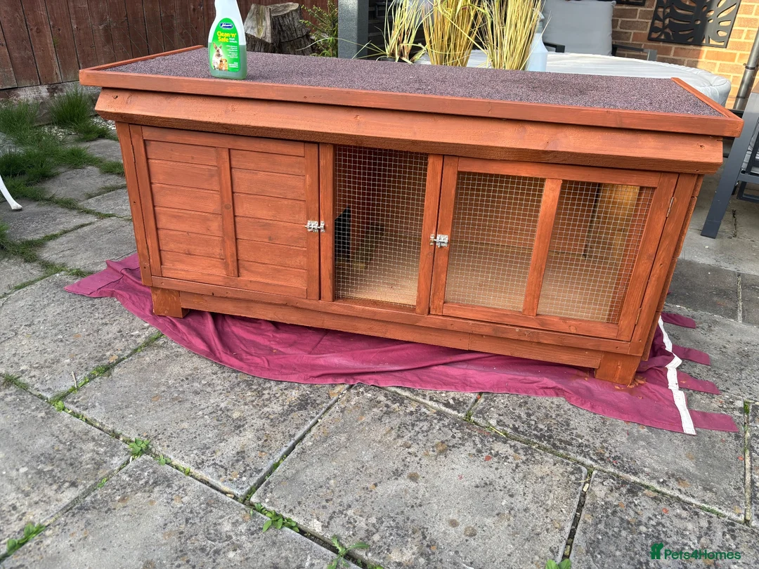 Dwarf Lop rabbits for sale: Bugsy  - Advert 15