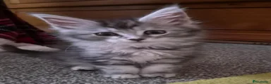 Maine Coon 4