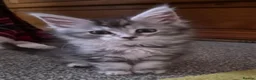Maine Coon cats for sale: Beautiful Mainecoon kittens  - Advert 15