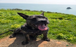 Mixed Breed dogs for sale: Mixed breed bulldog.  - Image 3