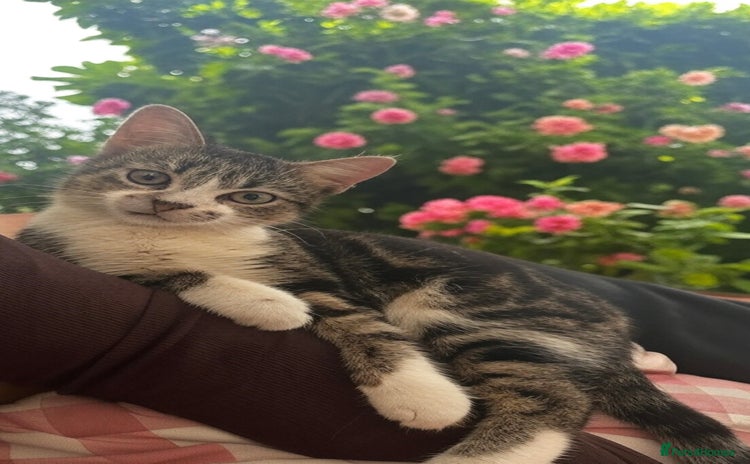Mixed Breed cats - Advert 16
