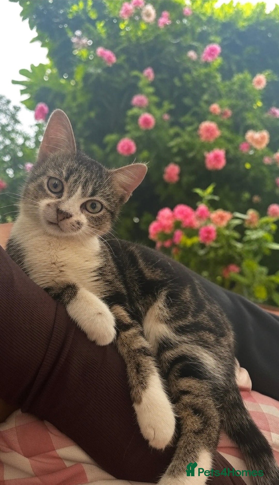 Mixed Breed cats for sale: Adorable Kitten Girl Seeking a Loving Forever Home - Image 1